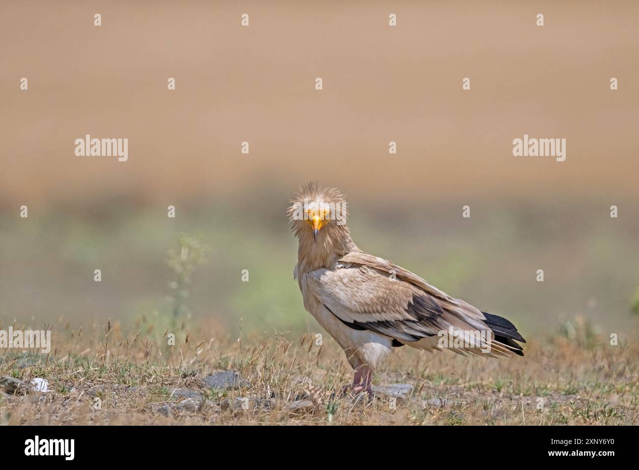 Vulture égyptienne, Neophron percnopterus, arrière-plan flou. Banque D'Images