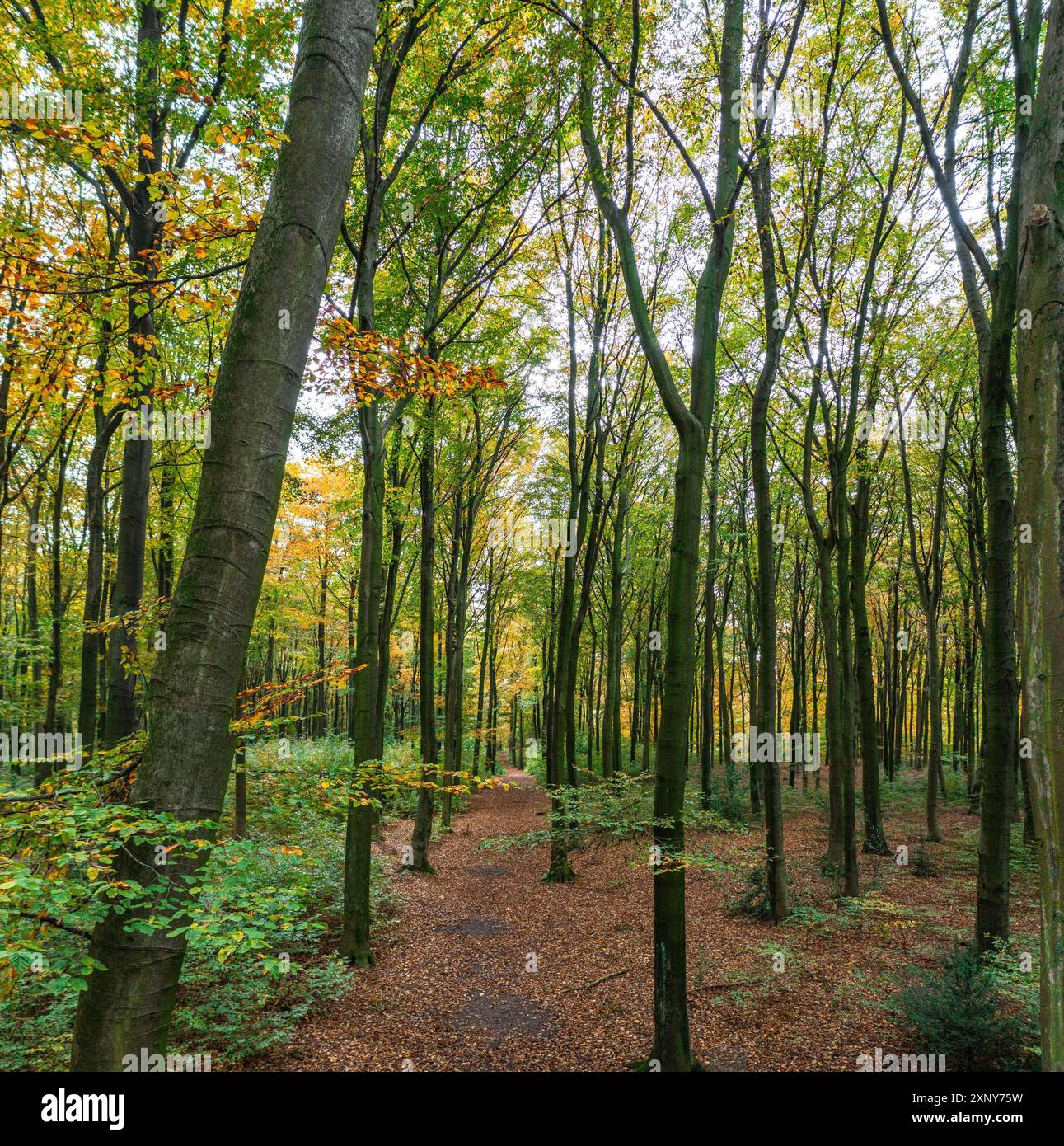 Une promenade dans la forêt de la ville de Duisburg en automne Banque D'Images