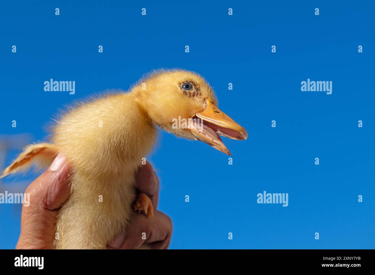 Au marché des fermiers, un homme tient un bébé poussin. Poussins à vendre sur le marché de la Turquie. Banque D'Images