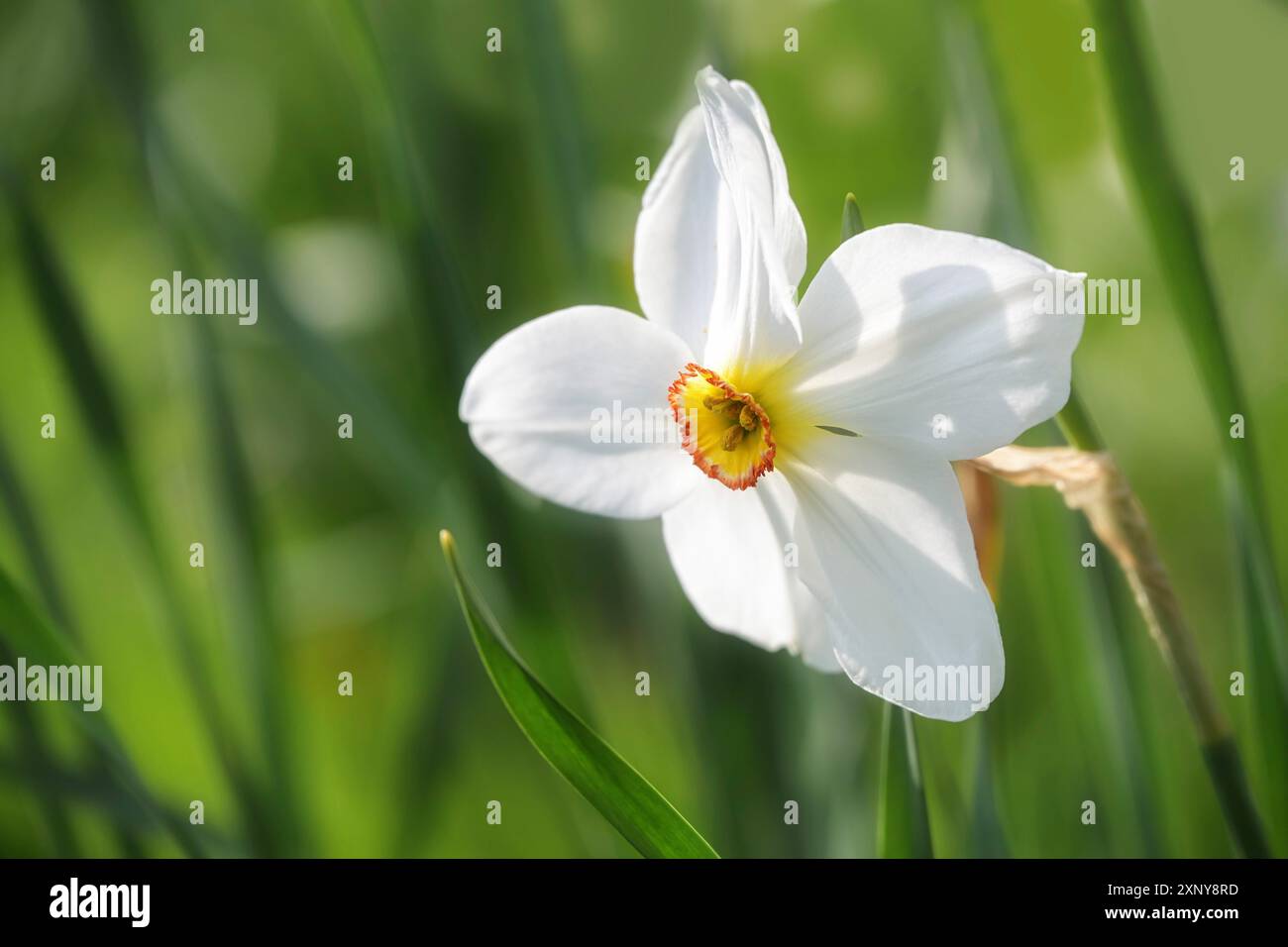 Fleur de poètes jonquille (Narcissus poeticus) avec des pétales blancs et un anneau rouge jaune à l'intérieur poussant dans un pré vert, espace copie, foyer sélectionné Banque D'Images