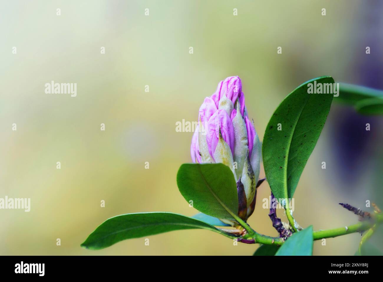 Bourgeon rose d'une fleur d'azalée, genre Rhododendron, arbuste en fleurs au printemps, fond vert naturel avec grand espace de copie, foyer sélectionné, étroit Banque D'Images Bourgeon rose d'une fleur d'azalée, genre Rhododendron, arbuste en fleurs au printemps, fond vert naturel avec grand espace de copie, foyer sélectionné, étroit Banque D'Images
