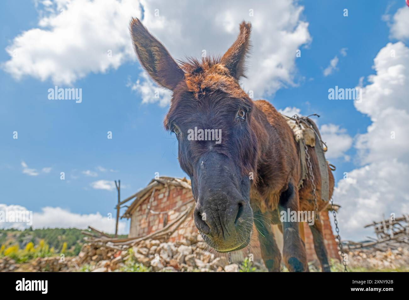 Photo drôle d'âne avec fond de ciel bleu. Banque D'Images