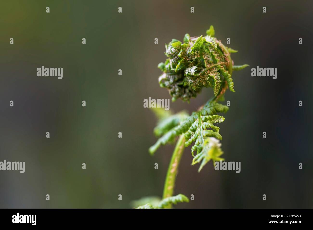 Fern déroulant une jeune fronde avec sori sur le dessous, macro prise dans la nature sur un fond vert, espace de copie, mise au point sélectionnée, étroit Banque D'Images