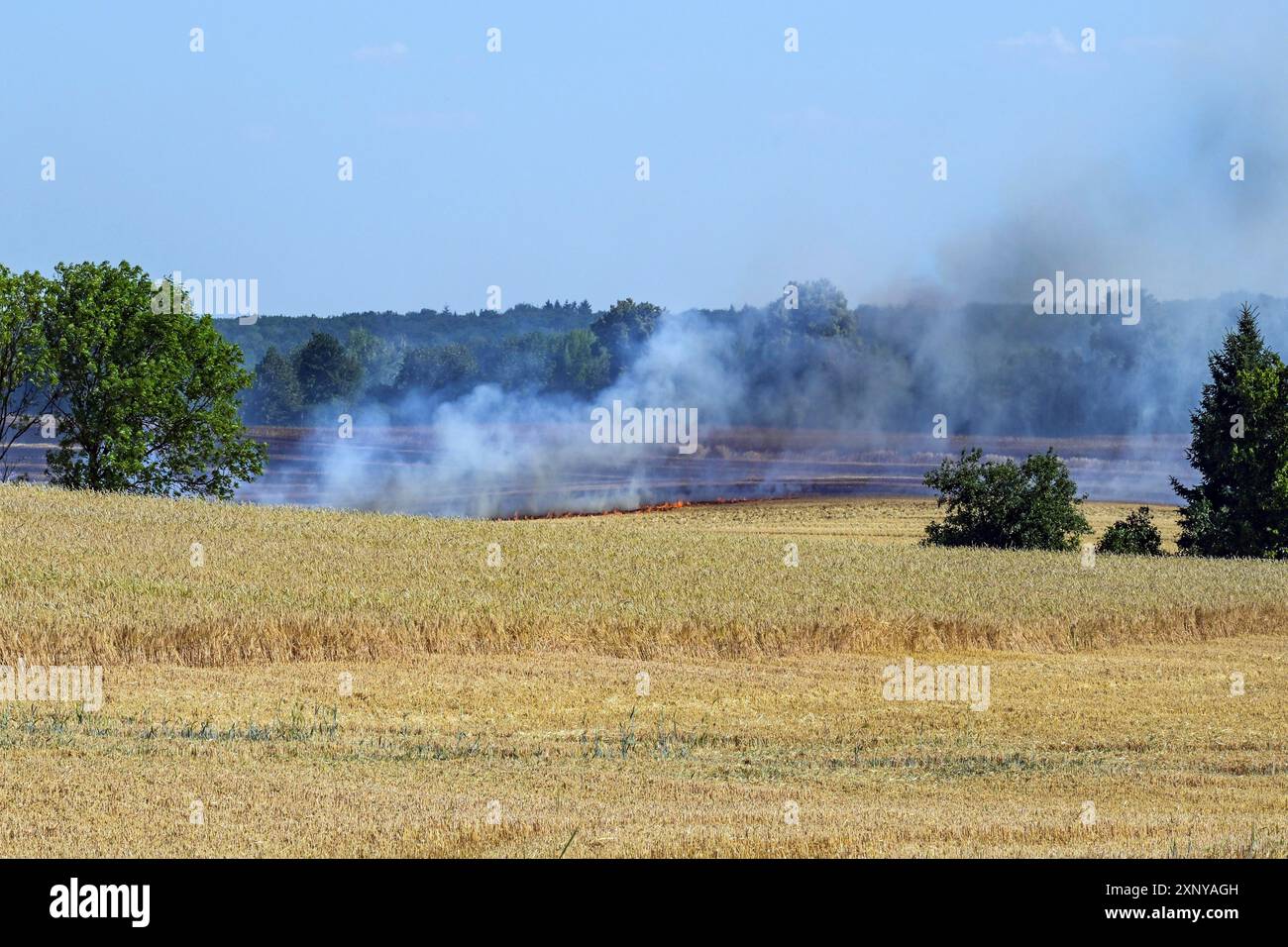 Feu de champ, flammes et fumée sur le champ de blé agricole brûlant après une période de chaleur, destruction des cultures et danger pour la région environnante, impact de Banque D'Images
