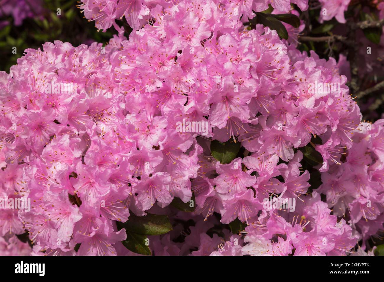 Rhododendron 'Manitou' avec fleurs roses et blanches au printemps, Québec, Canada Banque D'Images