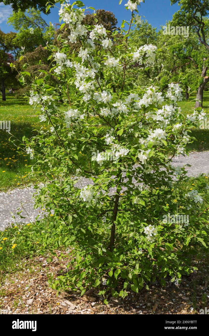 Malus, Crabapple aux fleurs blanches et protégé par du paillis naturel au printemps, jardin botanique de Montréal, Québec, Canada Banque D'Images