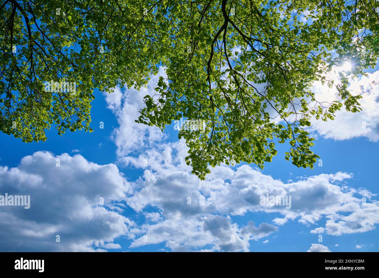 Vue à travers le feuillage frais du citron vert à un ciel ensoleillé avec des nuages blancs, printemps, Vogelsberg, Hesse, Allemagne Banque D'Images