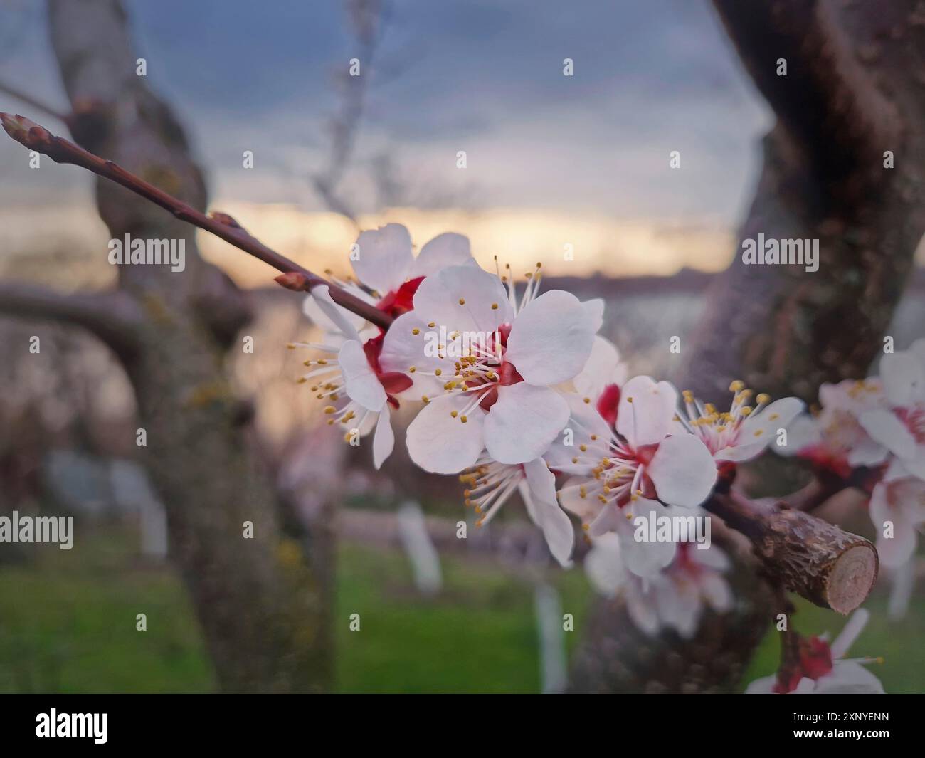 Fleurs d'abricot douces avec des pétales se balançant dans le vent de printemps et une vue sur le coucher du soleil Banque D'Images