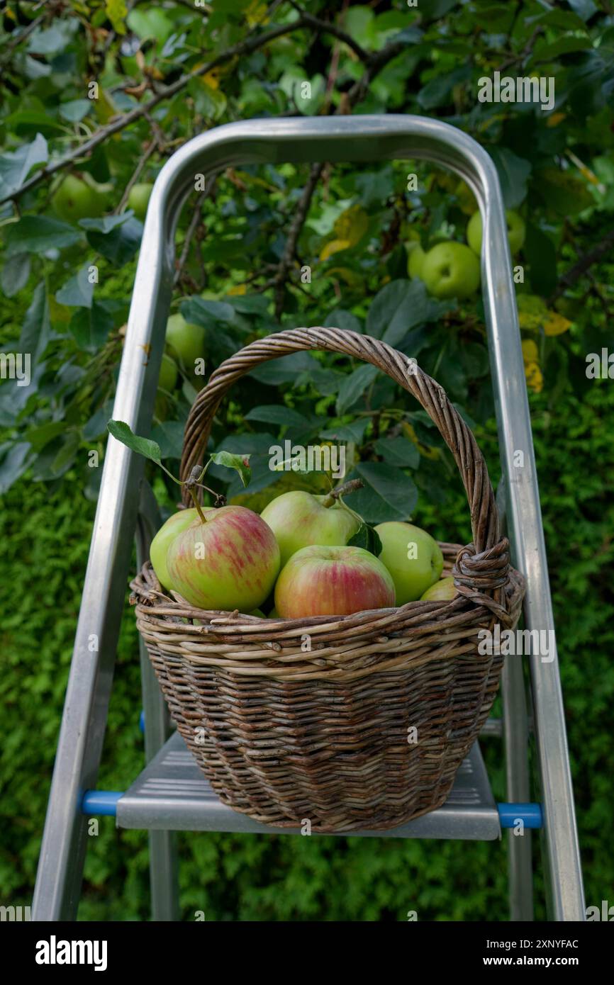 Panier en osier rempli avec la variété de pommes James Grieve, récolte de fruits, récolte de pommes, pomme, nourriture, fruit, échelle, jardin, Schwaebisch Malus Banque D'Images