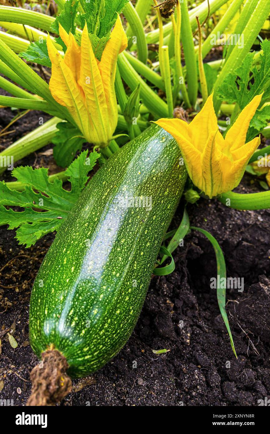 Courgettes organiques vertes avec des fleurs dans le jardin Banque D'Images