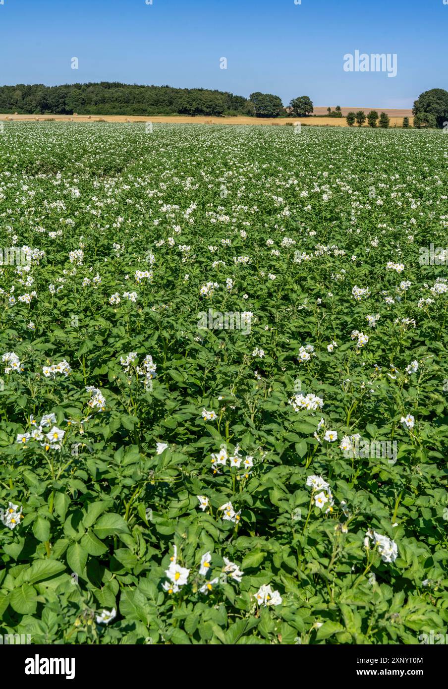 Culture de pommes de terre, dans un champ, plants de pommes de terre en fleurs, Rhénanie du Nord-Westphalie, Allemagne Banque D'Images