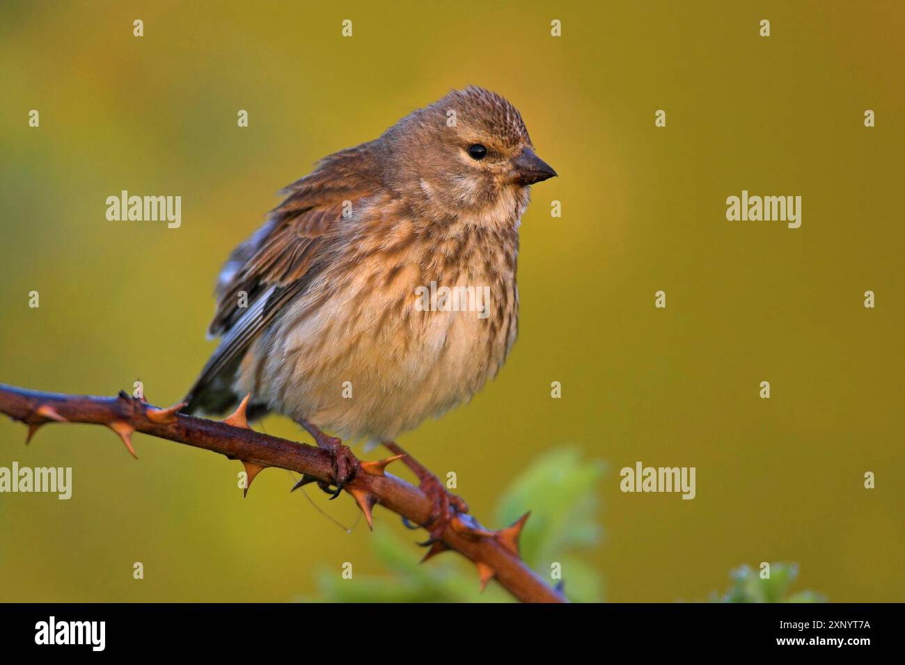 Linnet, Linnet commun, Linnet eurasien, (Carduelis cannabin), (Acanthis cannabina), Linotte mElodieuse, Pardillo ComË™n Banque D'Images