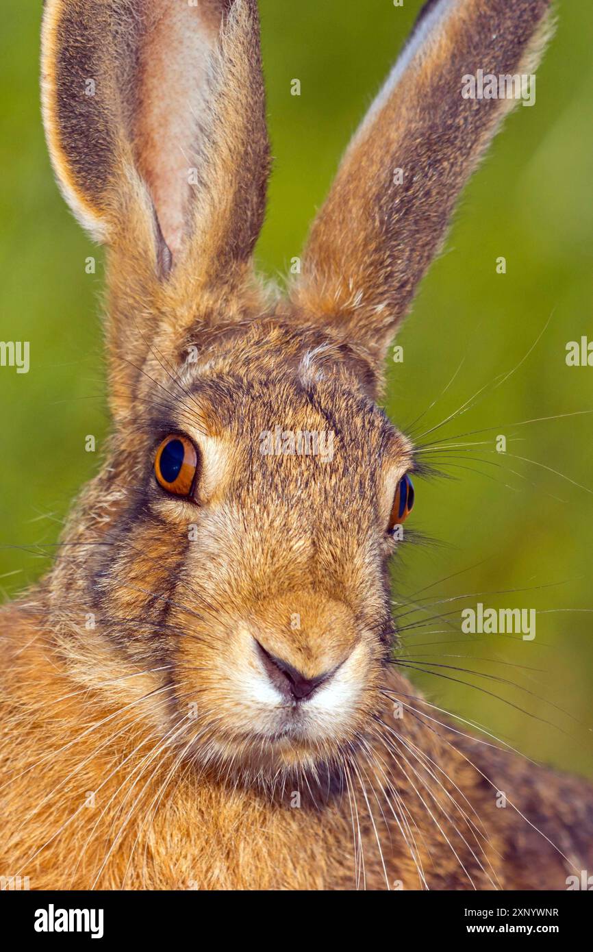 Lièvre européen (Lepus europaeus), lièvre européen, lièvre brun, portrait, Wachenheim, Bad DÂ¸rkheim district, Rhénanie-Palatinat, Allemagne Banque D'Images