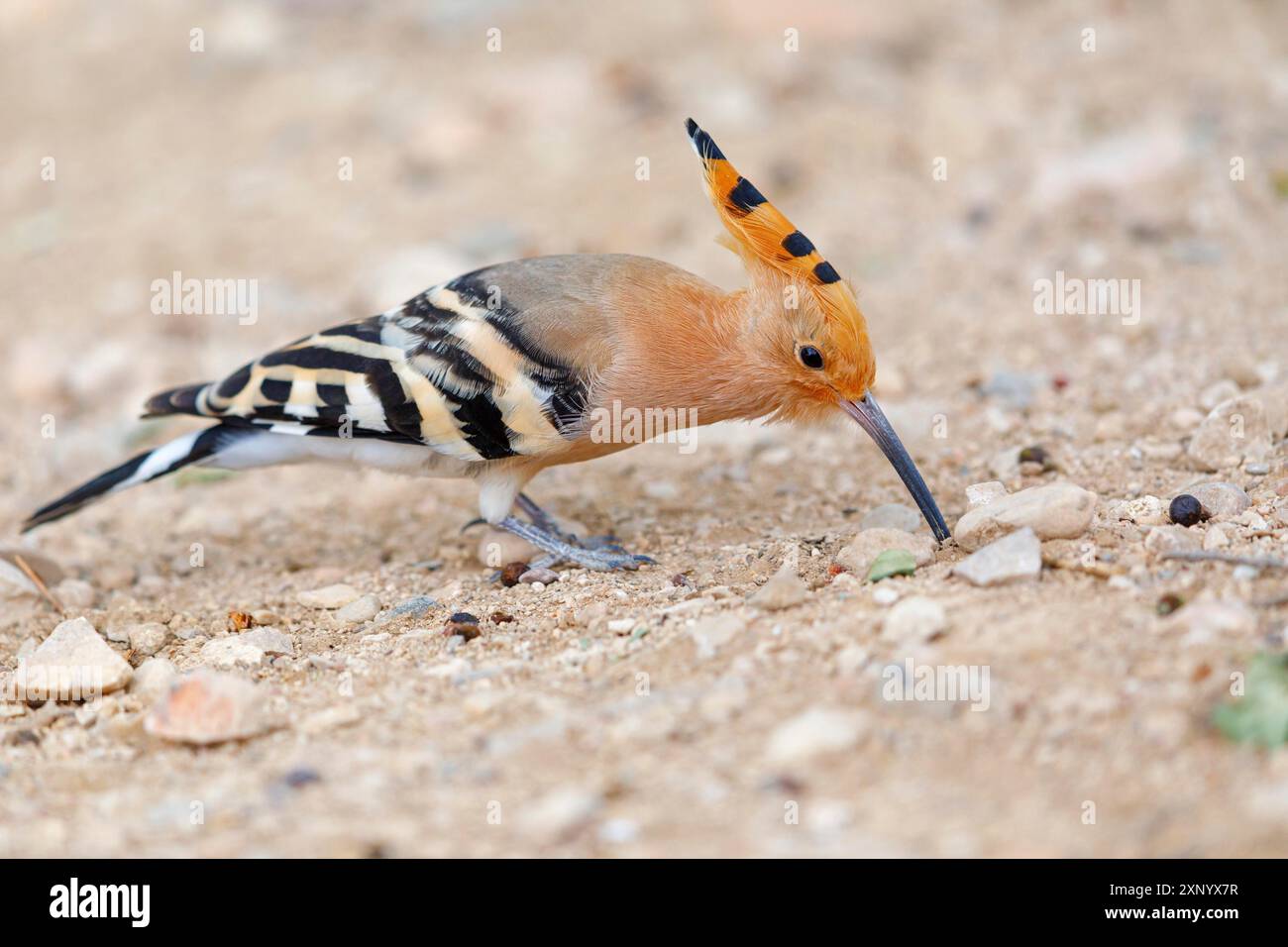 Hoopoe, (épops Upupa), sur un perchoir, hoopoes de famille, rapaces précoces, Hides de El Taray / Lesser Kestrel Hide, Villafranca de los Caballeros, Castilla la Banque D'Images