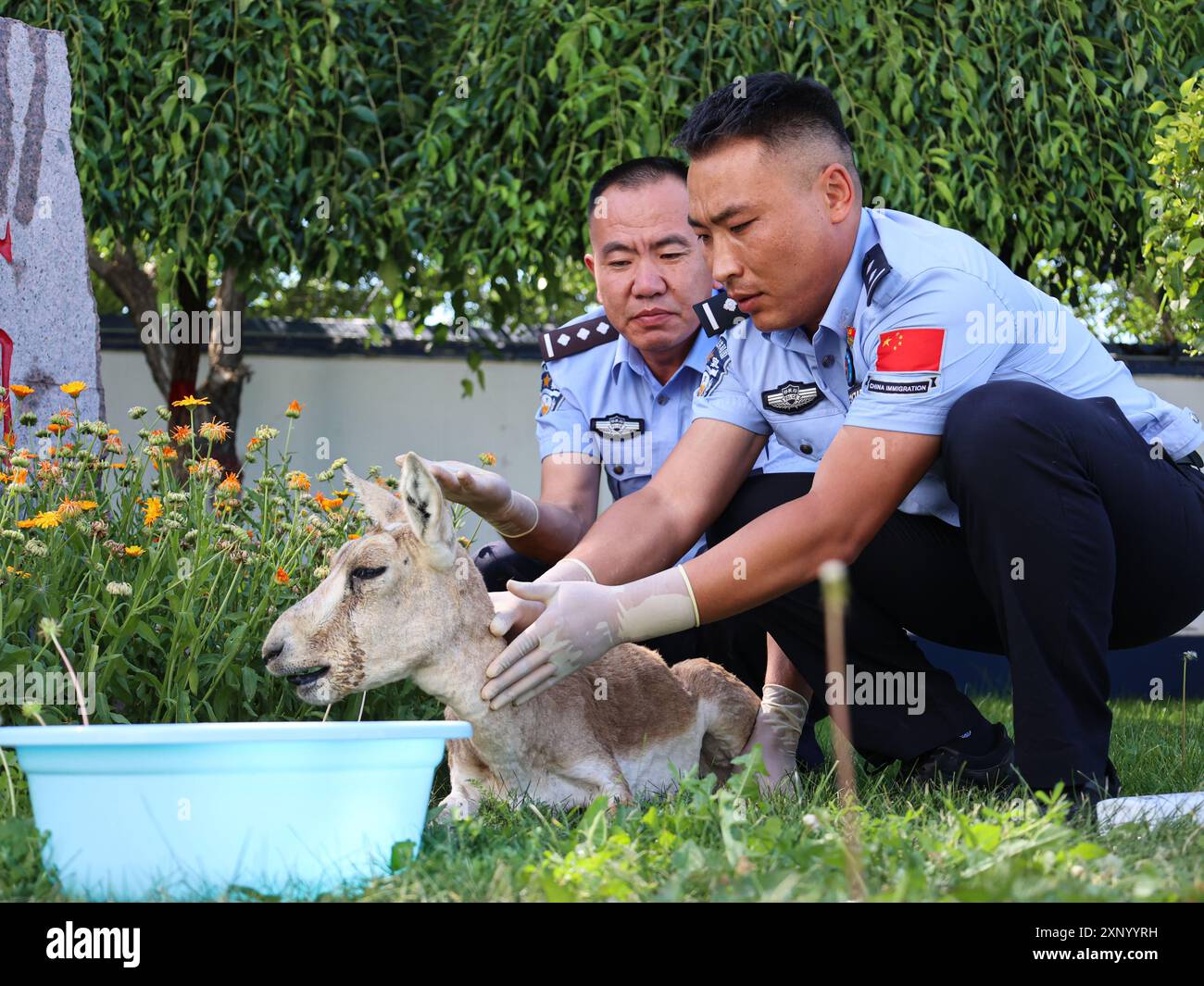 ALTAY, CHINE - 2 AOÛT 2024 - des policiers examinent les blessures d'une antilope à gorge de gose, un animal national protégé de deuxième classe, à Altay, Xi Banque D'Images