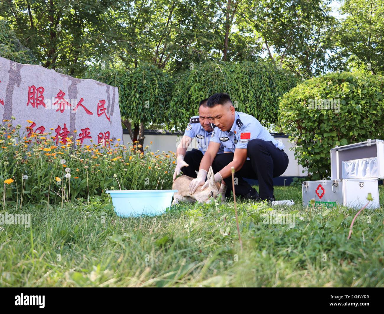 ALTAY, CHINE - 2 AOÛT 2024 - des policiers examinent les blessures d'une antilope à gorge de gose, un animal national protégé de deuxième classe, à Altay, Xi Banque D'Images
