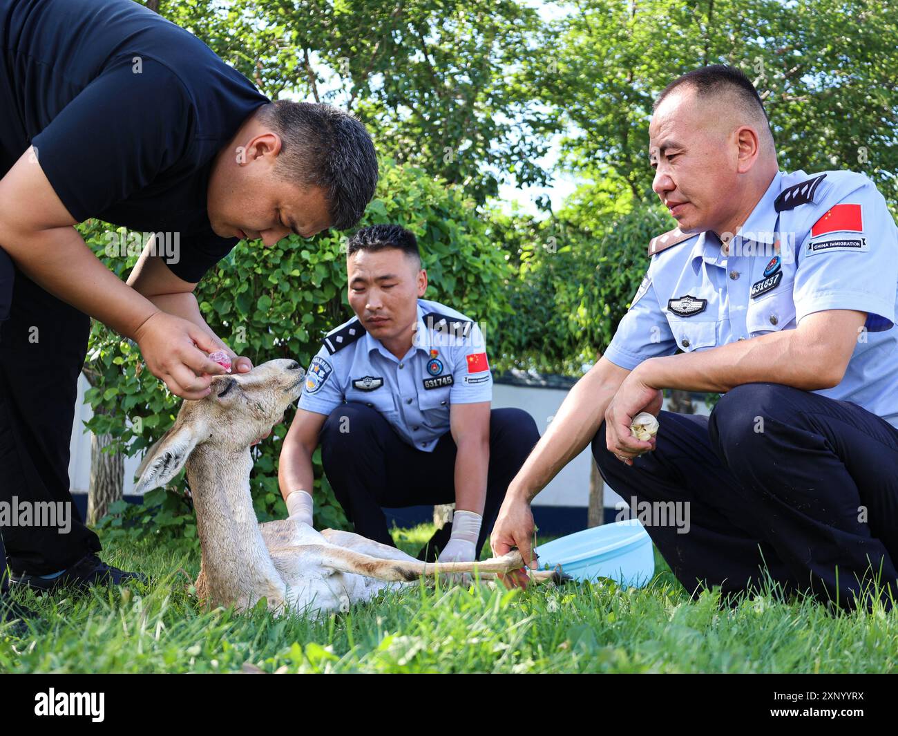 ALTAY, CHINE - 2 AOÛT 2024 - Un policier donne des gouttes oculaires à l'œil blessé d'une antilope à gorge de gose, un ani protégé national de seconde classe Banque D'Images