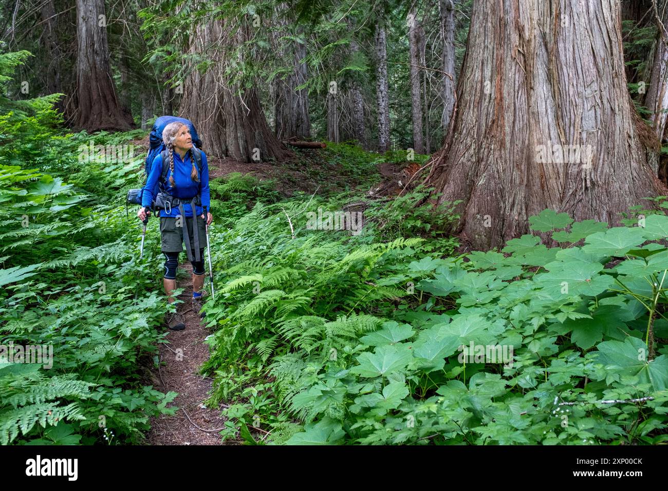 WA26005-00....WASHINGTON - femme randonnant le Pacific Crest Trail dans le bassin d'Agnes Creek avec de vieux cèdres, Okanogan Wenatchee National Fore Banque D'Images