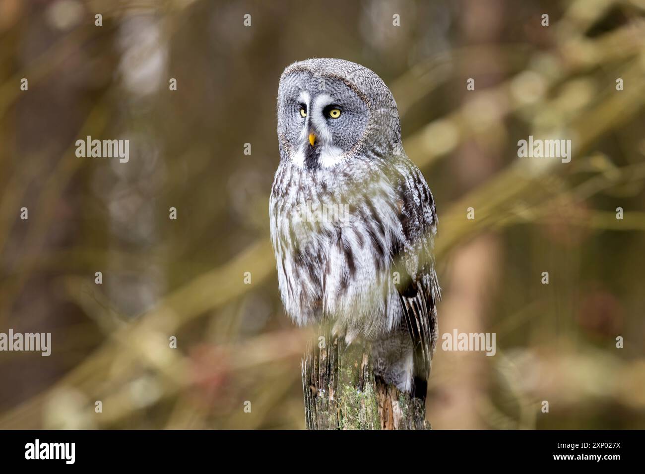 Grand hibou gris, Strix nebulosa, chasse aux oiseaux, assis sur le vieux tronc d'arbre, portrait de grand hibou. Nature sauvage. Banque D'Images