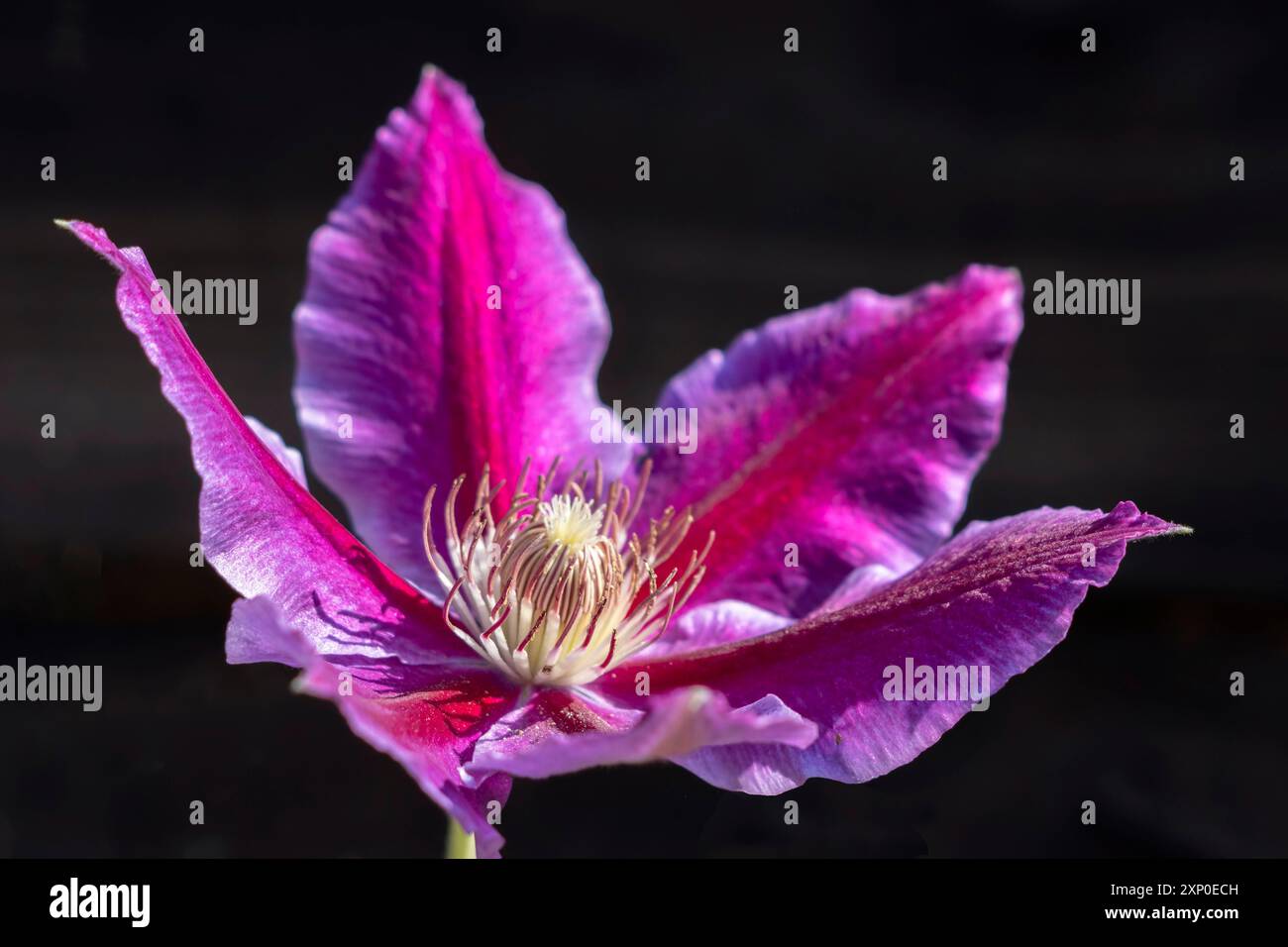 Clematis rose fleurir sous le soleil d'été Banque D'Images