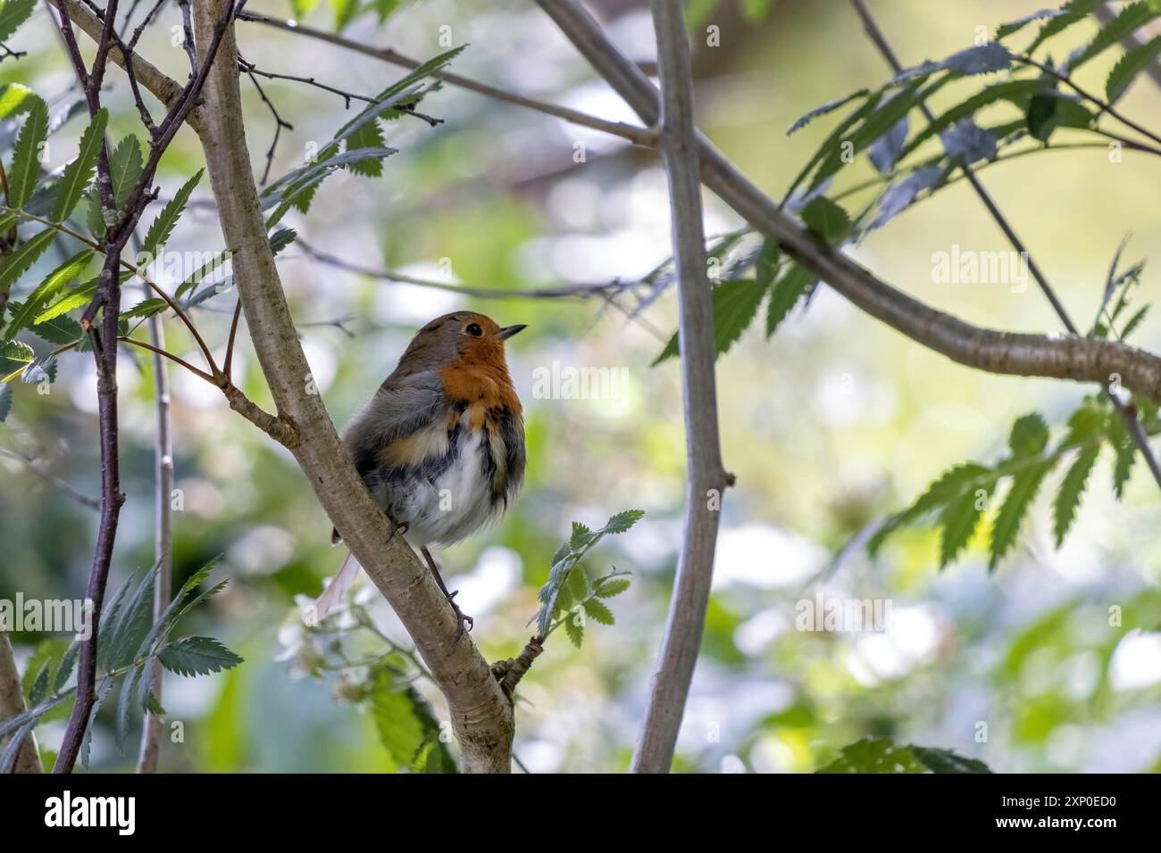 Robin naissante perchée dans un arbre le jour de l'été Banque D'Images