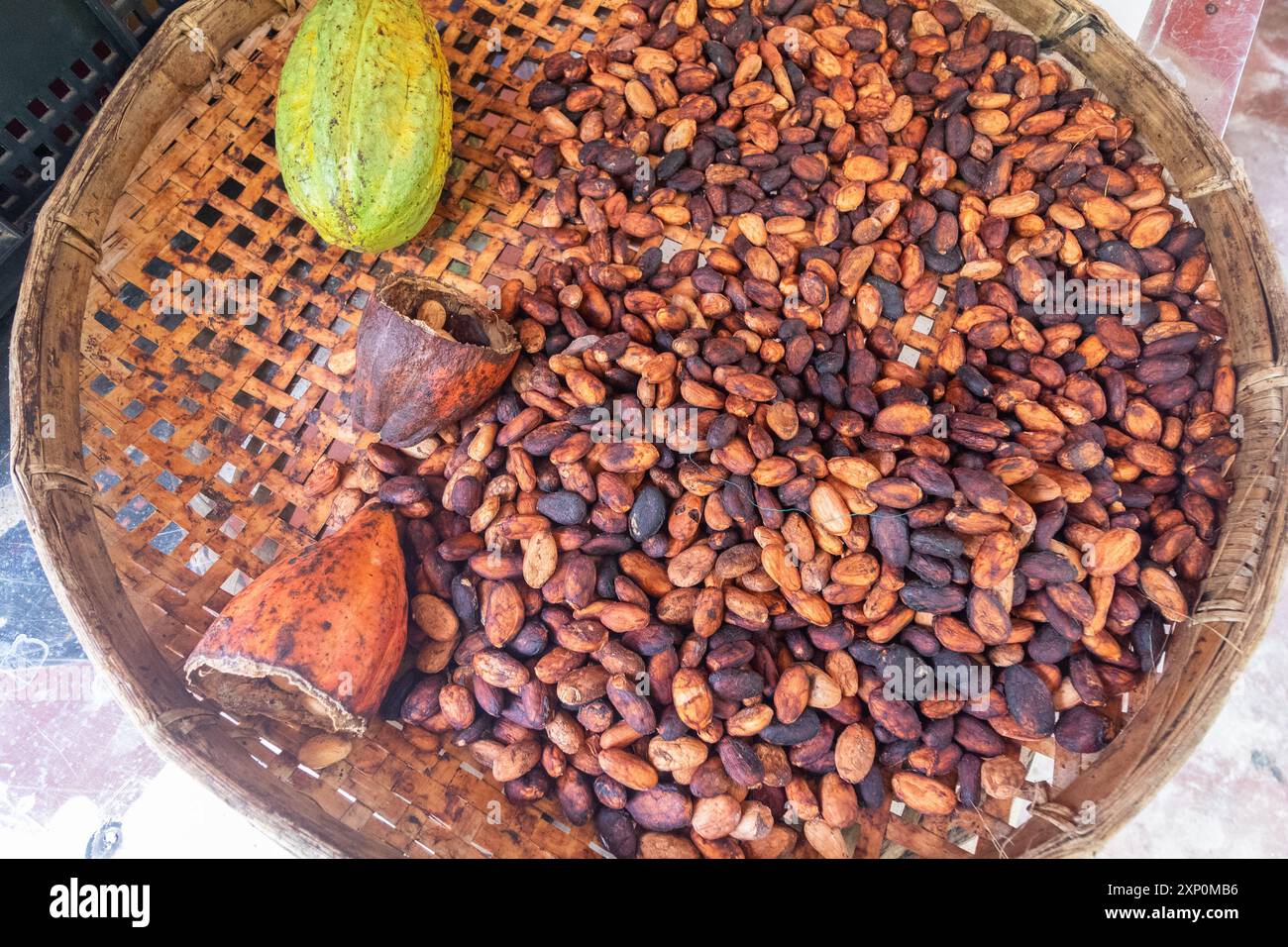 Fèves de cacao destinées à la transformation dans une ferme de production de chocolat située à Ilocos, aux Philippines Banque D'Images Fèves de cacao destinées à la transformation dans une ferme de production de chocolat située à Ilocos, aux Philippines Banque D'Images