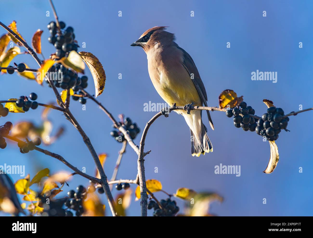 Un oiseau à cire de cèdre perché sur un arbre Chokeberry plein de baies, mis en valeur par le soleil couchant à l'automne. Banque D'Images