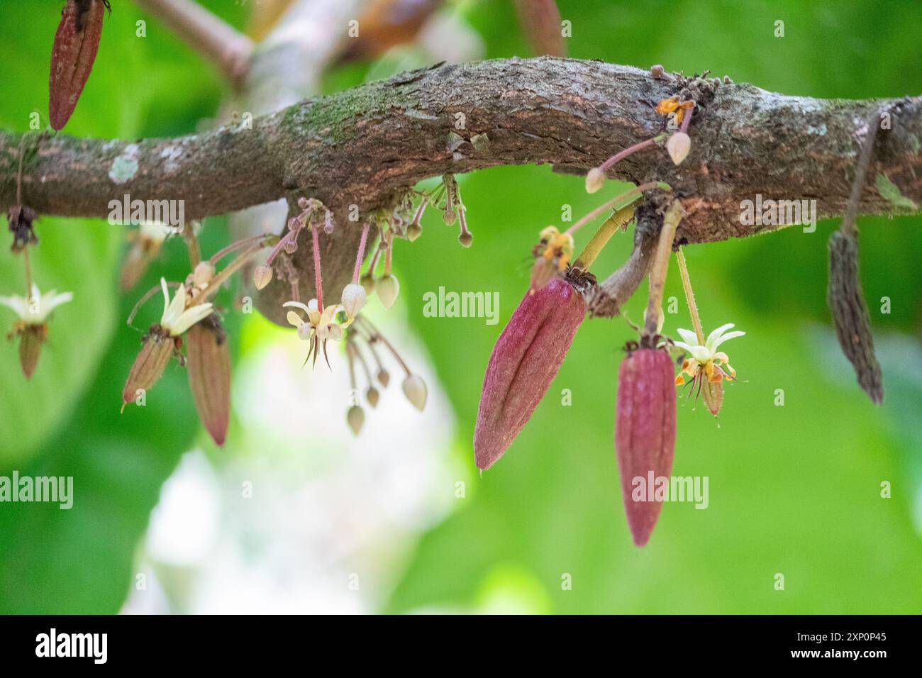 Gousses de fruits de cacao immatures et fleurs sur l'arbre à Ilocos, Philippines Banque D'Images