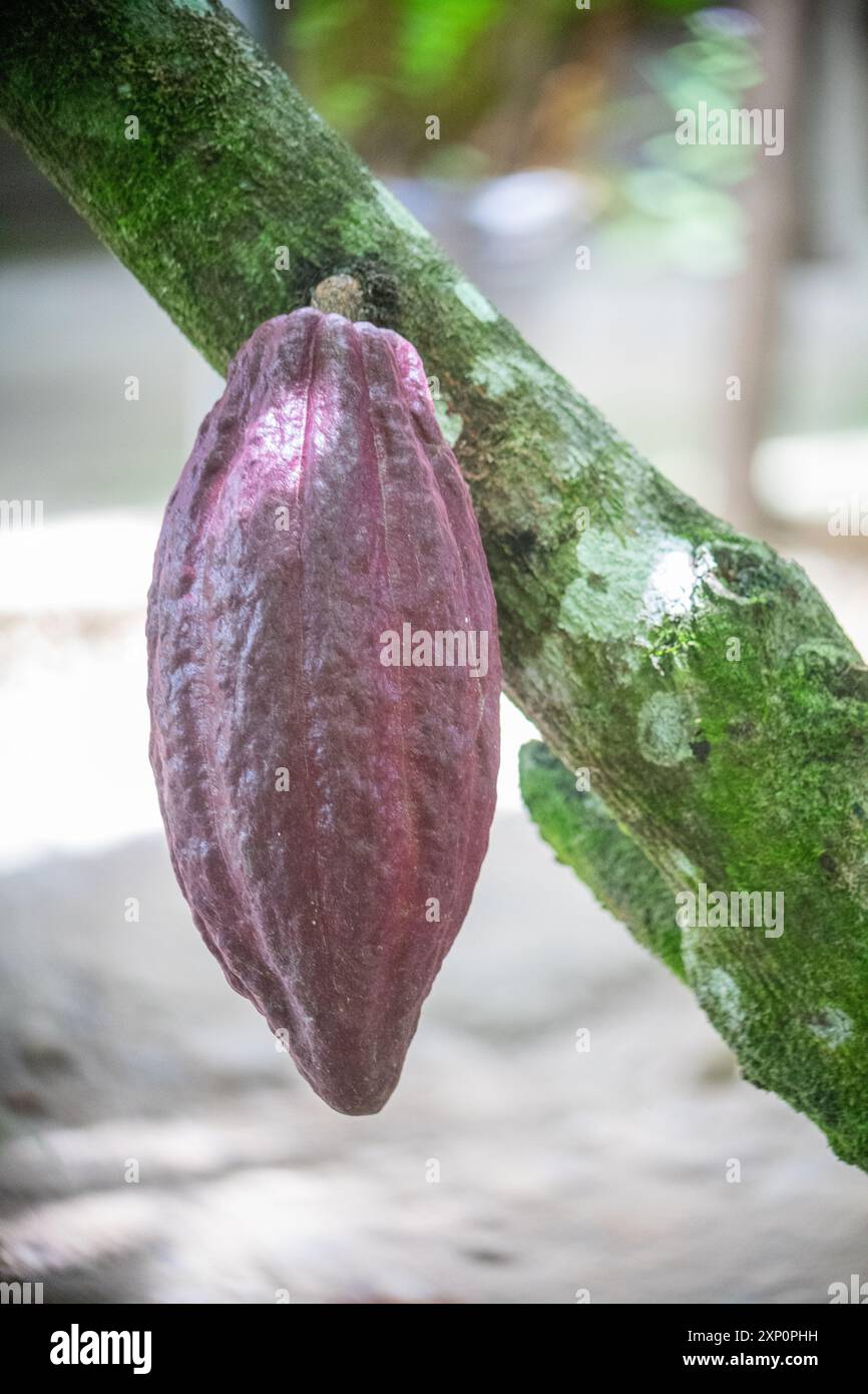 Gousse de fruit de cacao sur l'arbre à Ilocos, Philippines Banque D'Images