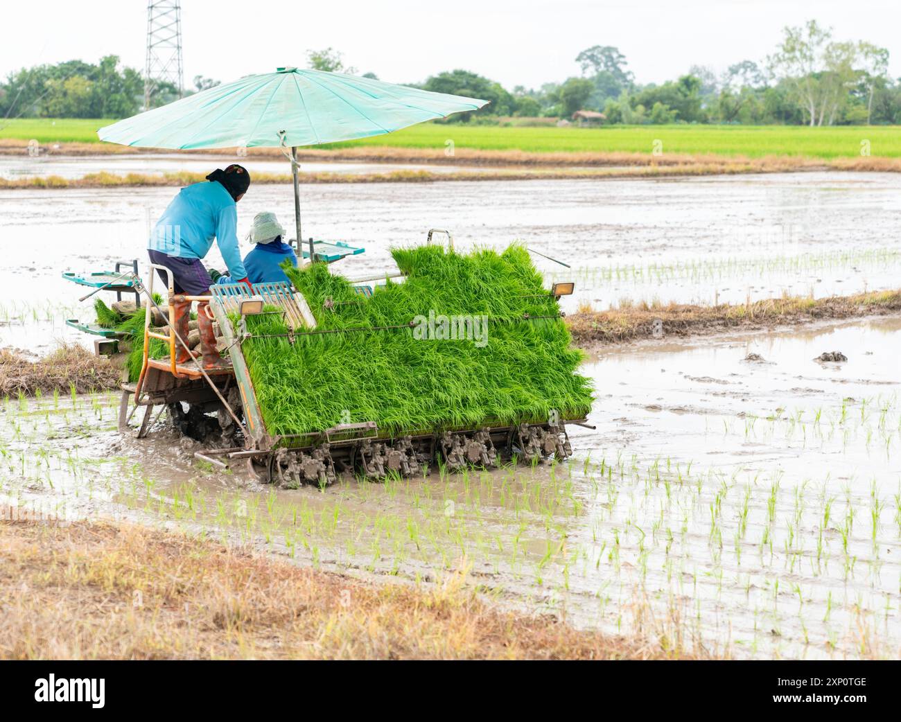 Les agriculteurs plantent du riz dans le champ en utilisant la machine de plantation de riz. technologie agricole. Banque D'Images