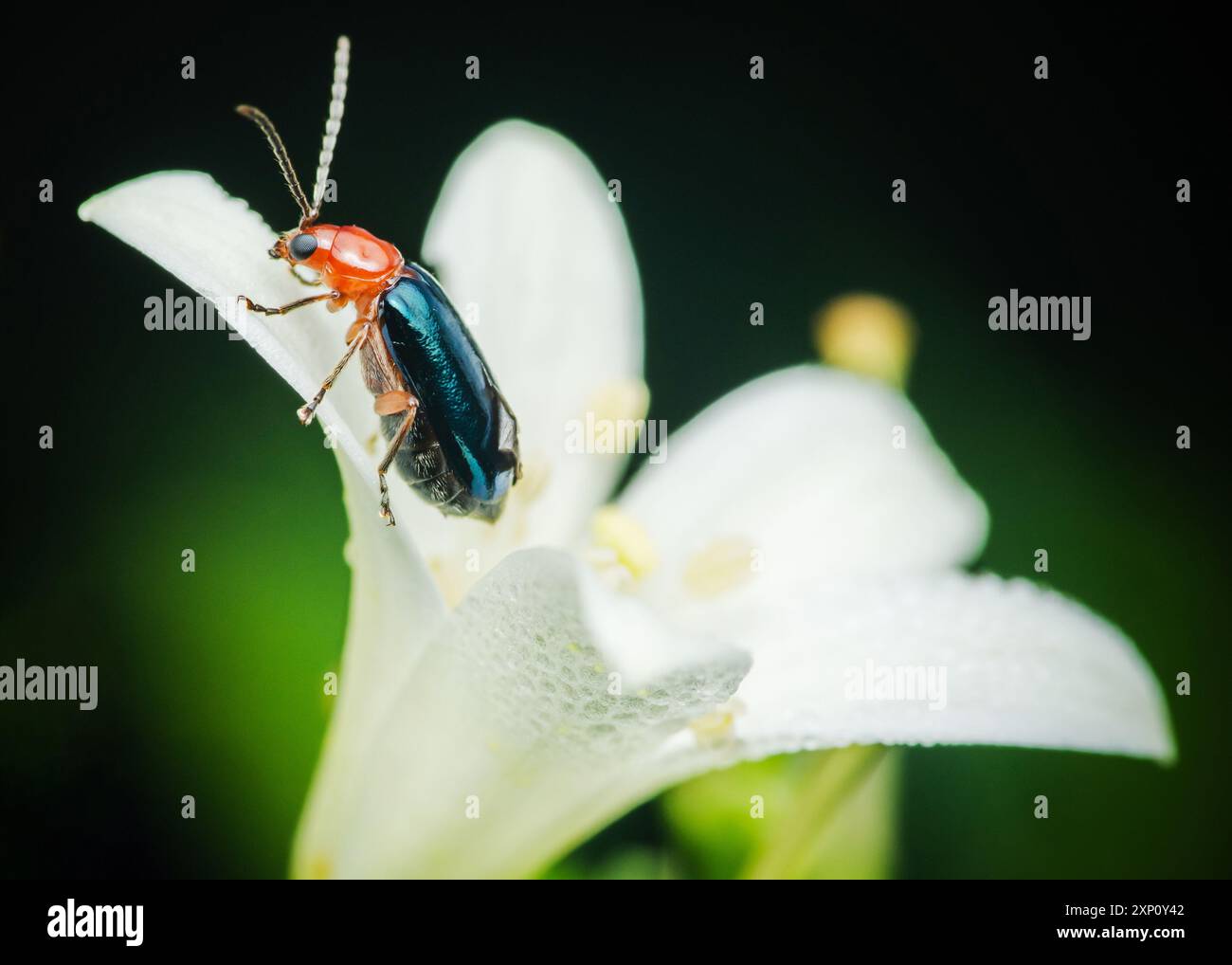 Criocerinae, coléoptère aux puces brillant sur fleur et fond noir Banque D'Images