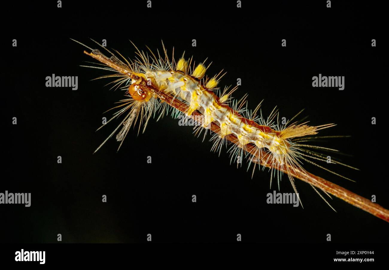 Gros plan d'une chenille poilue colorée venimeuse sur une branche d'arbre, fond noir isolé, foyer sélectif. Banque D'Images