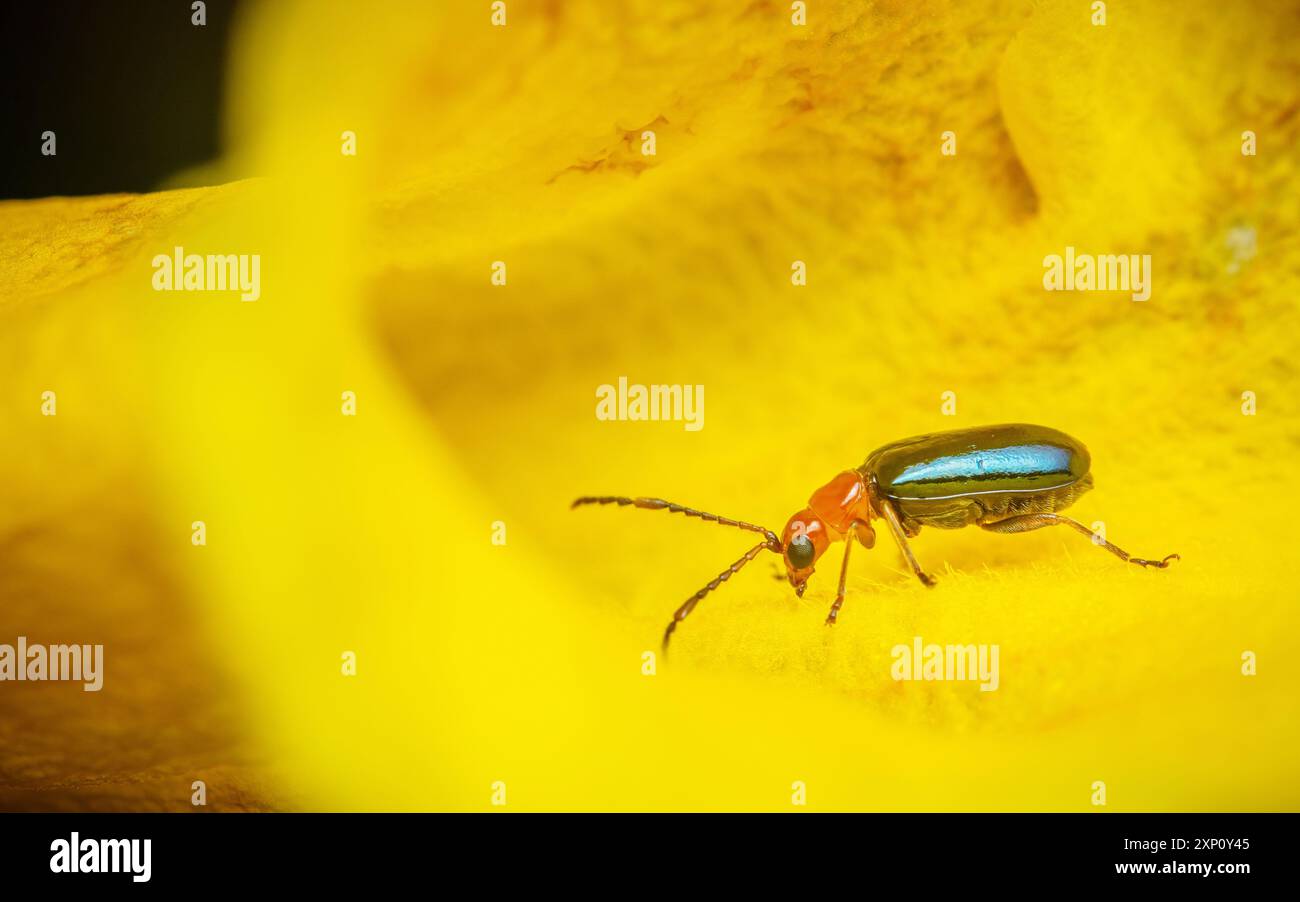 Criocerinae, coléoptère aux puces brillant sur fleur et fond noir Banque D'Images