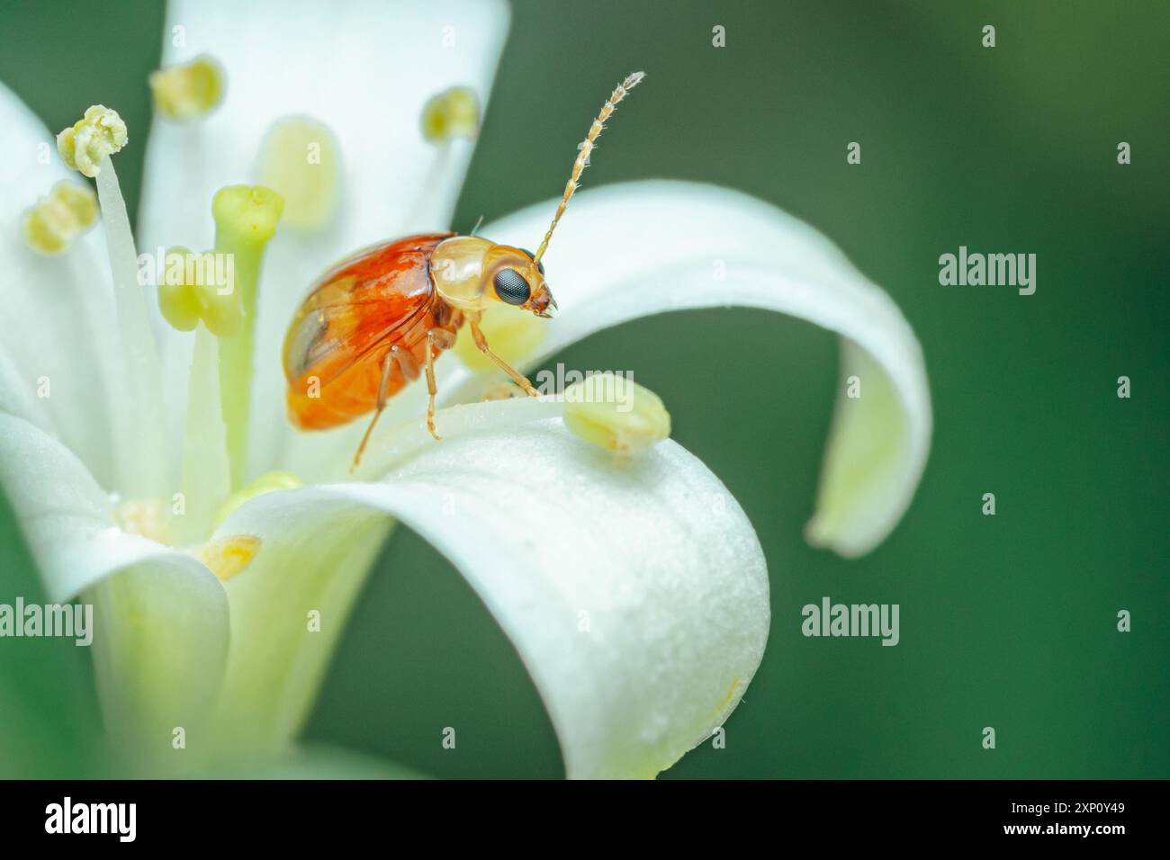 Coléoptère des feuilles à épaules rouges sur fleur blanche, est une espèce de coléoptère de la famille des Chrysomelidae. Banque D'Images