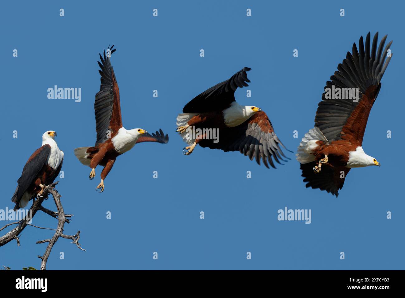 Séquence de l'aigle des poissons africains (Haliaeetus vocifer). Ce grand aigle a un appel distinctif fort qui se répercute sur les lacs d'eau douce de l'Afrique subsaharienne. Ils habitent des zones proches de plans d'eau importants avec beaucoup de nourriture. Photographié dans le parc national de Chobe, Botswana. Banque D'Images