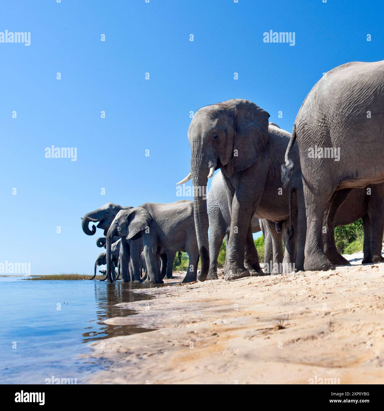 Groupe d'éléphants d'Afrique (Loxodonta africana) buvant sur le rivage. C'est le plus grand animal terrestre vivant, avec des taureaux atteignant une hauteur moyenne d'épaule d'environ 3,2 mètres. Il s'agit d'un mammifère social, voyageant en troupeaux composés de vaches et de leurs descendants, tandis que les taureaux adultes vivent généralement seuls ou en petits groupes de mâles. Depuis 2021, il est inscrit sur la liste rouge de l'UICN (Union internationale pour la conservation de la nature) comme en danger. Photographié sur la rivière Chobe au Botswana. Banque D'Images