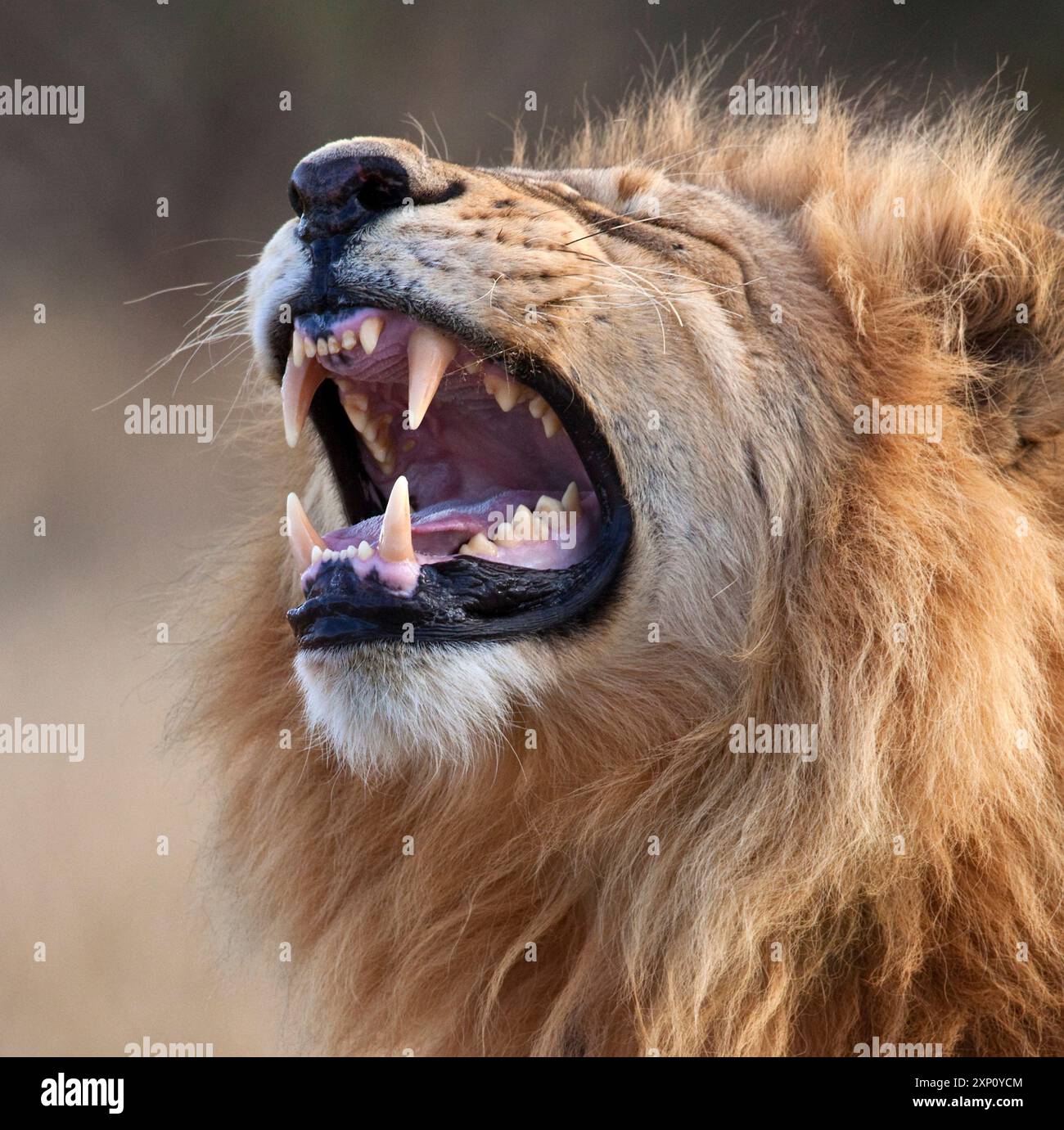 Lion mâle mature (Panthera leo) avec la bouche ouverte. Photographié dans la région de Savuti au Botswana. Banque D'Images