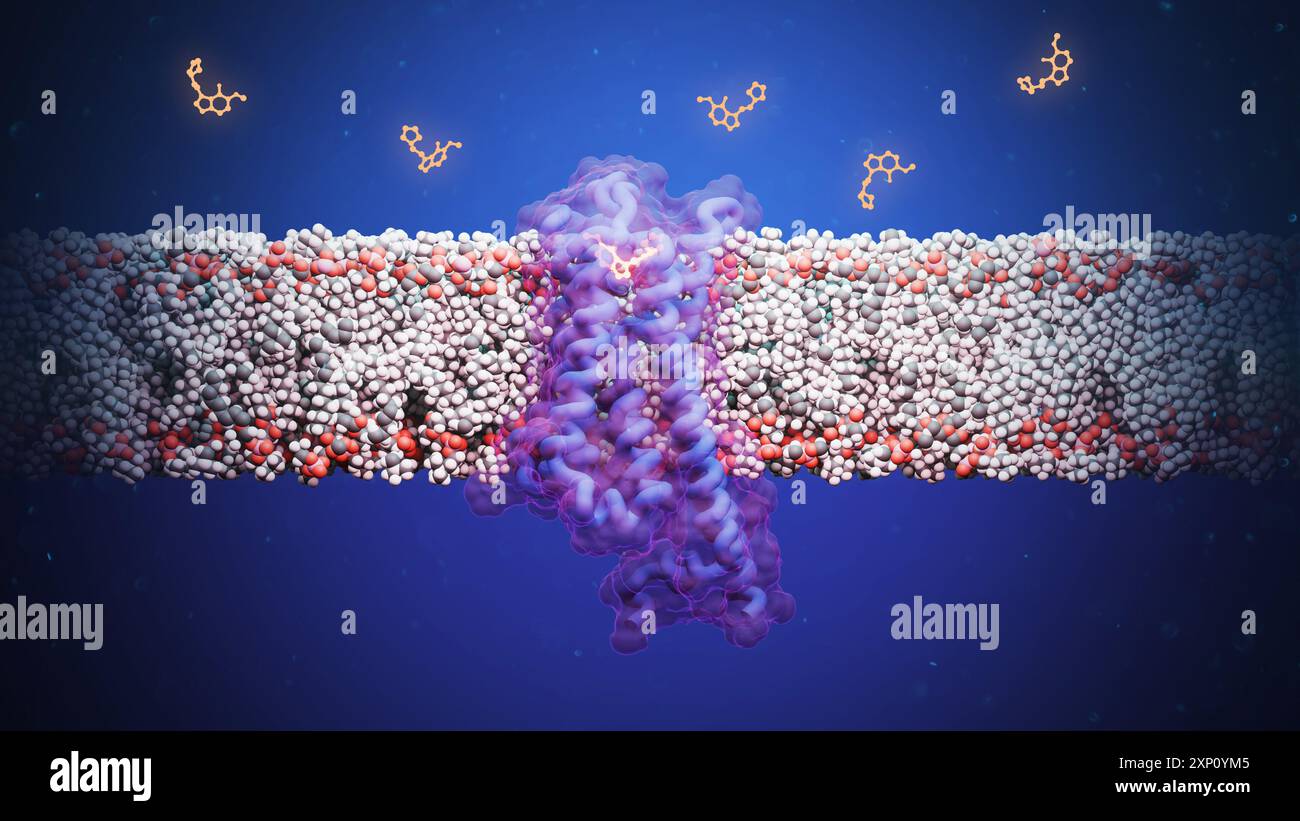 Illustration de la structure moléculaire du composé psychoactif 4F,5-MeO-PyrT (5-méthoxy-N,N-tétraméthylènetryptamine) lié au récepteur de la sérotonine 5-HT1A. Cette interaction a montré des effets anti-anxieux sans induire de voyages hallucinogènes. Banque D'Images