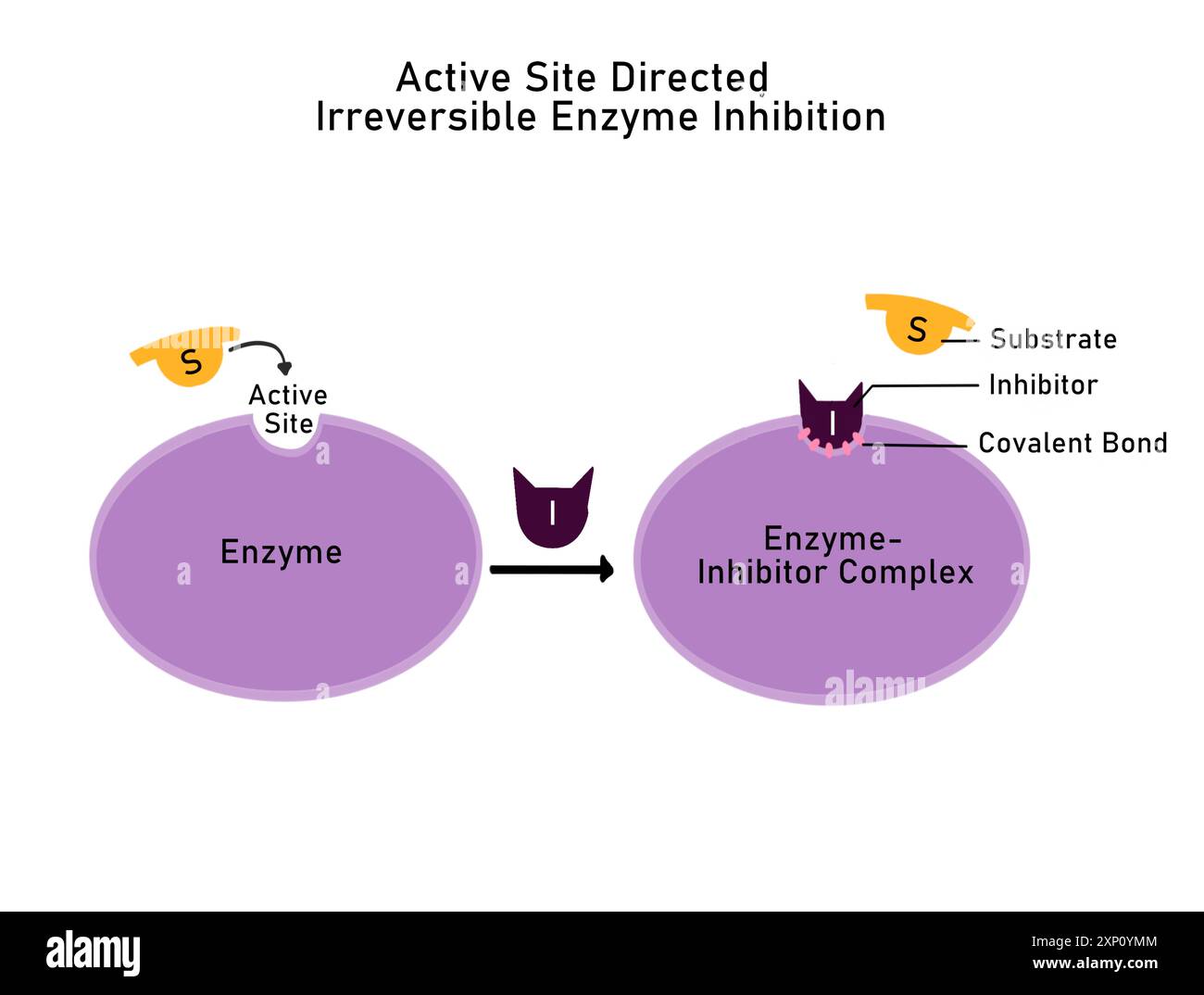 Inhibition enzymatique irréversible dirigée sur le site actif, illustration. L'inhibition enzymatique irréversible dirigée sur le site actif est celle où l'inhibiteur se lie au site actif de manière covalente et endommage les groupes fonctionnels du site actif, laissant l'enzyme infonctionnelle. Banque D'Images