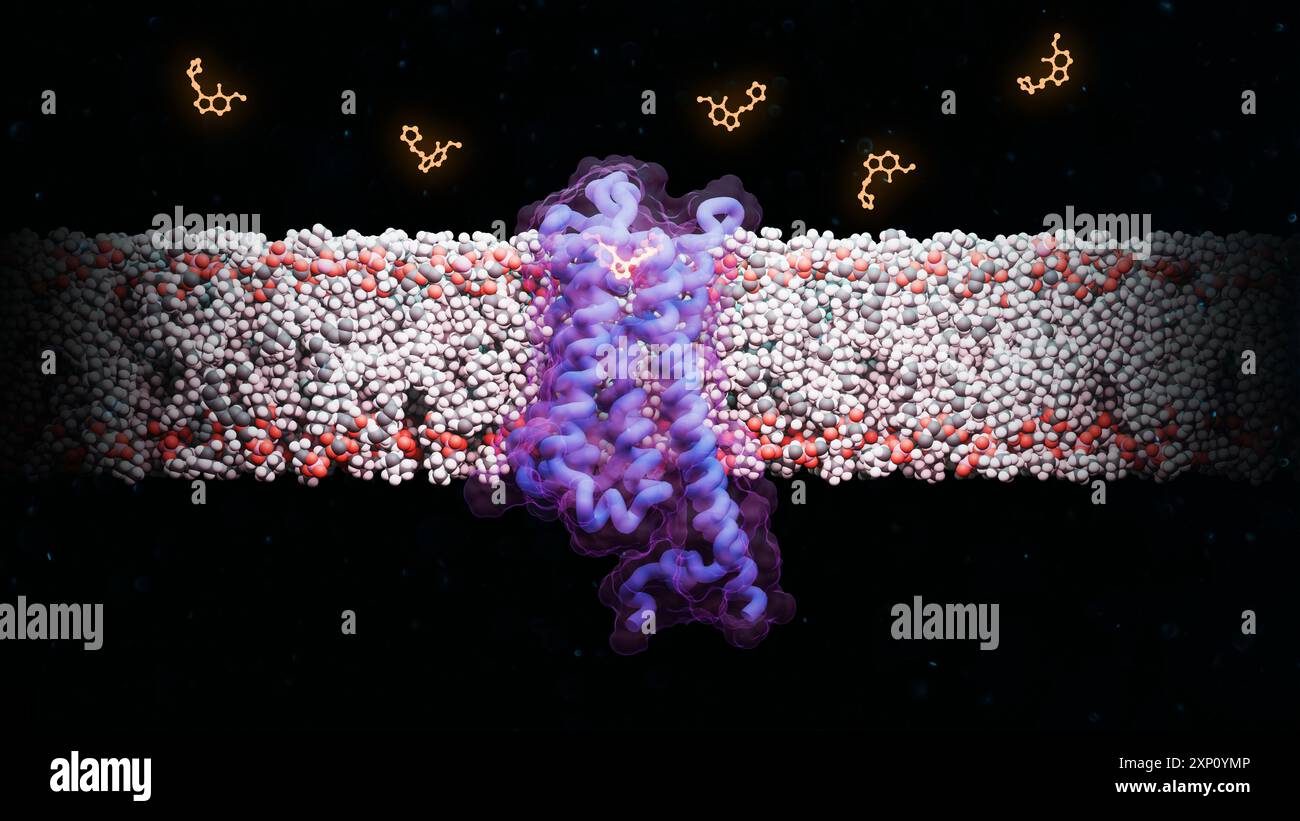 Illustration de la structure moléculaire du composé psychoactif 4F,5-MeO-PyrT (5-méthoxy-N,N-tétraméthylènetryptamine) lié au récepteur de la sérotonine 5-HT1A. Cette interaction a montré des effets anti-anxieux sans induire de voyages hallucinogènes. Banque D'Images