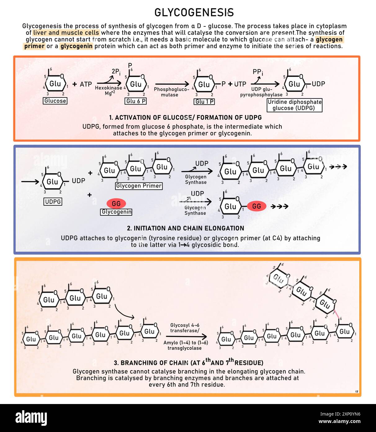 Glycogenèse, illustration. La glycogenèse est le processus de synthèse du glycogène à partir d'un d-glucose. Elle a lieu dans le cytoplasme des cellules hépatiques et musculaires où les enzymes qui catalysent la conversion sont présentes. Banque D'Images