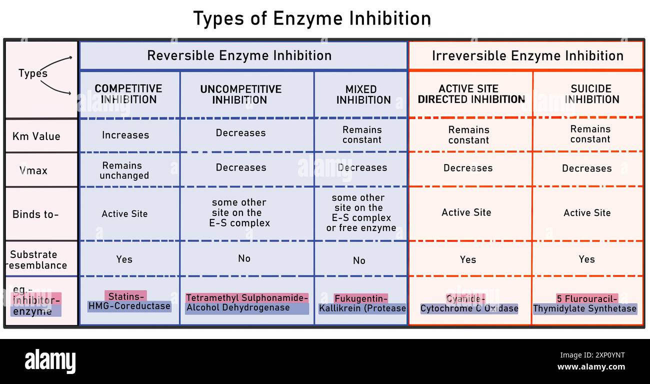 Types d'inhibition enzymatique, illustration. Les inhibitions enzymatiques sont de deux types, l'inhibition enzymatique réversible et l'inhibition enzymatique irréversible. L'inhibition réversible peut être divisée en inhibition enzymatique compétitive, inhibition enzymatique non compétitive et inhibition enzymatique mixte. L'inhibition enzymatique irréversible est de deux types : l'inhibition dirigée sur le site actif et l'inhibition suicide. Banque D'Images