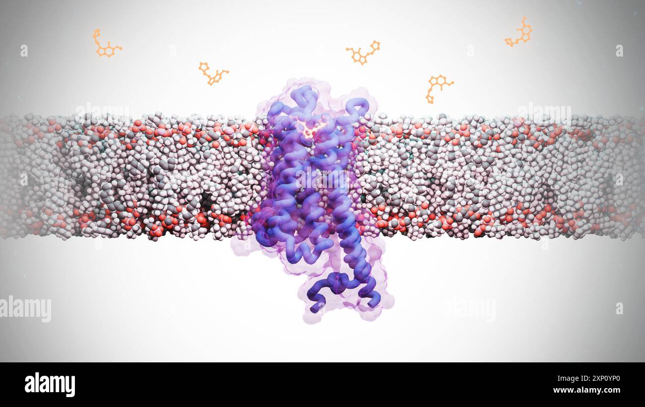 Illustration de la structure moléculaire du composé psychoactif 4F,5-MeO-PyrT (5-méthoxy-N,N-tétraméthylènetryptamine) lié au récepteur de la sérotonine 5-HT1A. Cette interaction a montré des effets anti-anxieux sans induire de voyages hallucinogènes. Banque D'Images