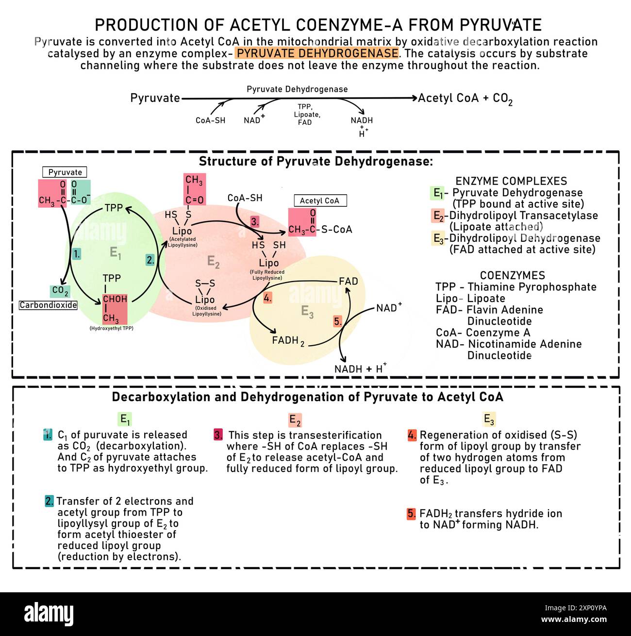 Conversion du pyruvate en acétyl coenzyme A, illustration. Le pyruvate est converti en acétyl CoA dans la matrice mitochondriale par une réaction de décarboxylation oxydative catalysée par un complexe enzymatique pyruvate déshydrogénase. La catalyse se produit par canalisation du substrat où le substrat ne quitte pas l'enzyme tout au long de la réaction. Banque D'Images