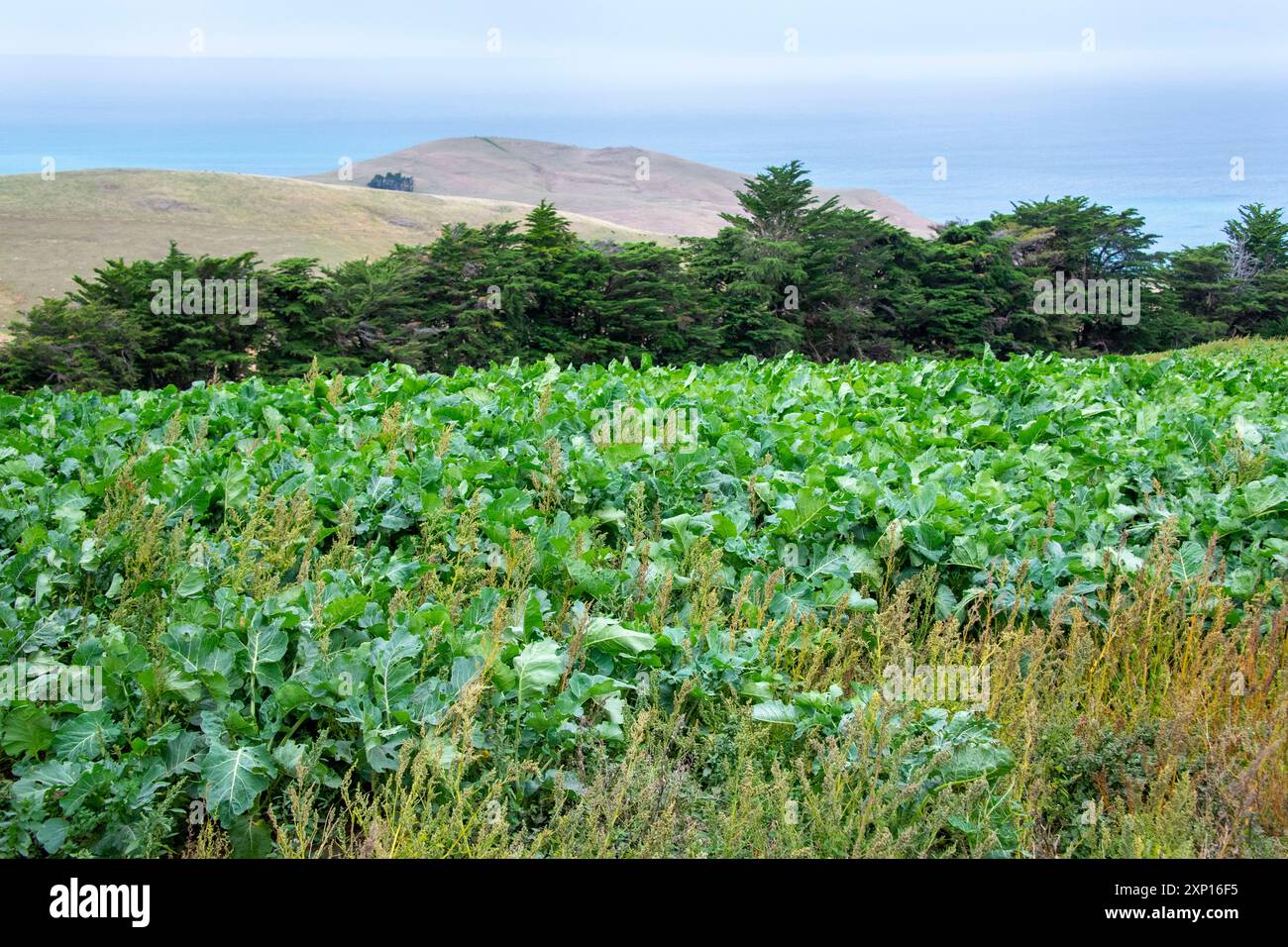 Champ agricole dans la région de Canterbury - Nouvelle-Zélande Banque D'Images