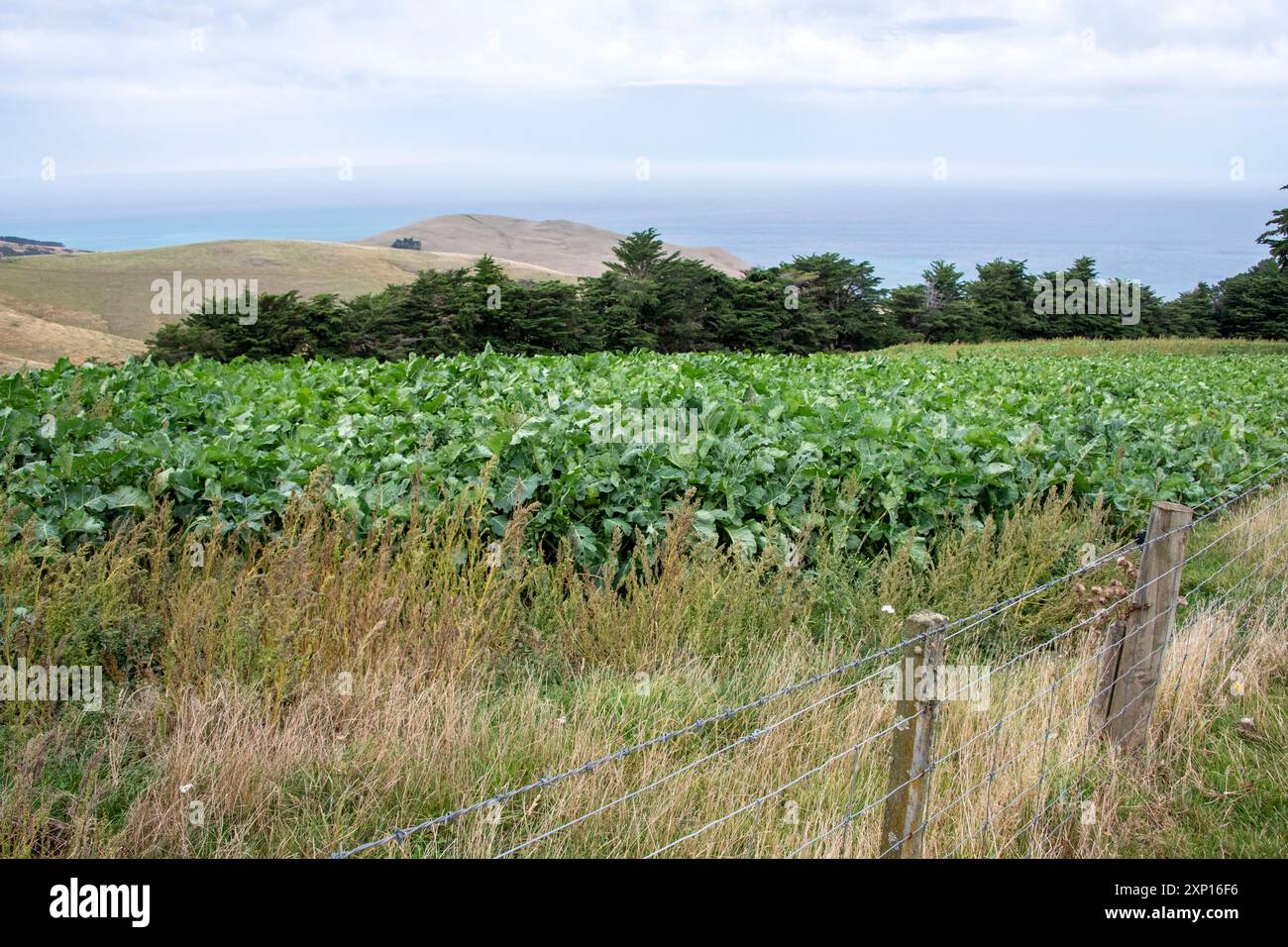Champ agricole dans la région de Canterbury - Nouvelle-Zélande Banque D'Images