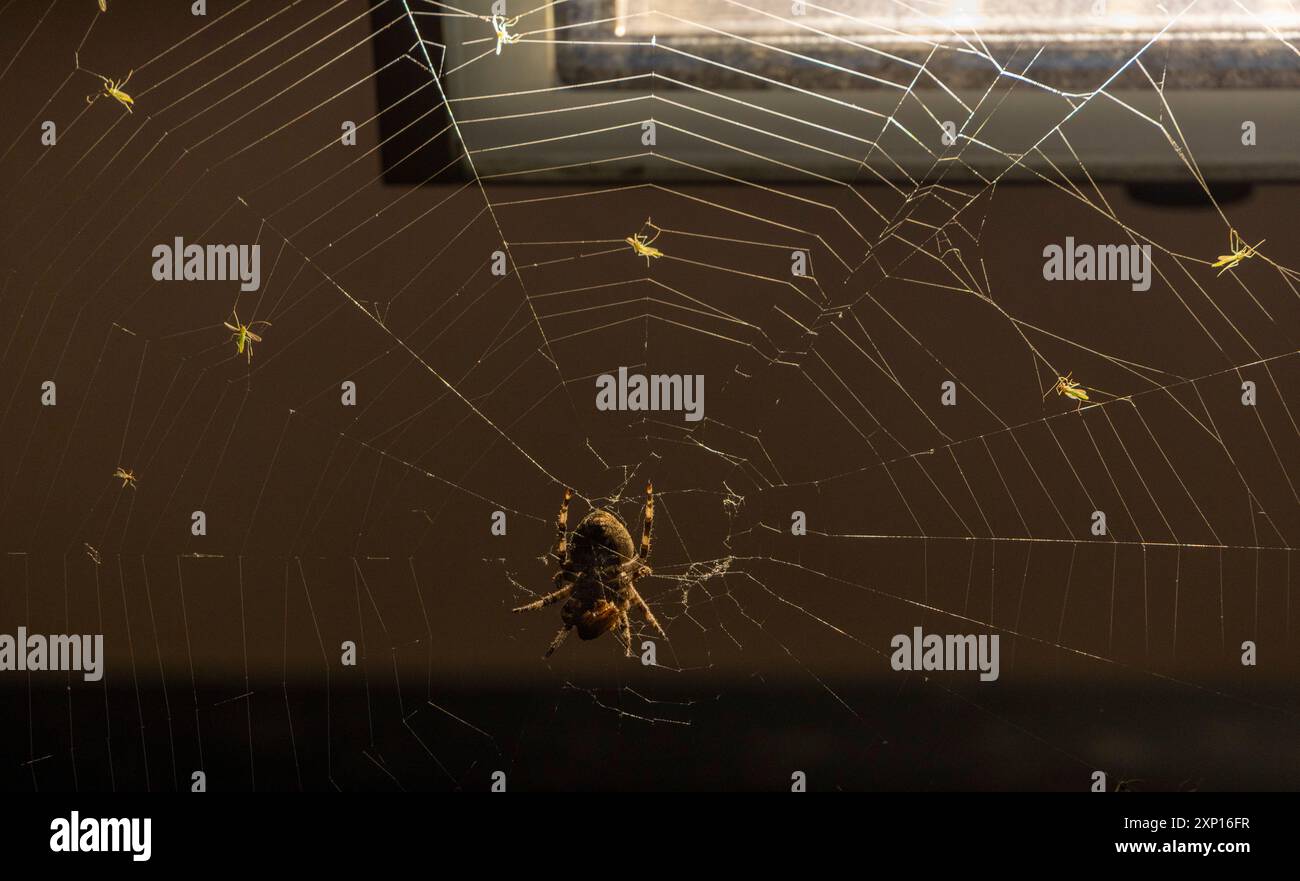 Araignée avec des insectes piégés dans un emplacement idéal, à côté de la lumière sur la petite passerelle piétonne utilisée sur le pont Wonhyo, Séoul, Corée du Sud Banque D'Images