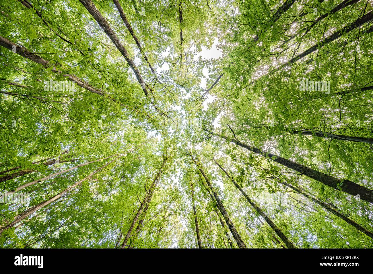 Une vue merveilleusement sereine avec des feuilles vertes ensoleillées et de grands arbres, mettant véritablement en valeur la beauté de la nature Banque D'Images