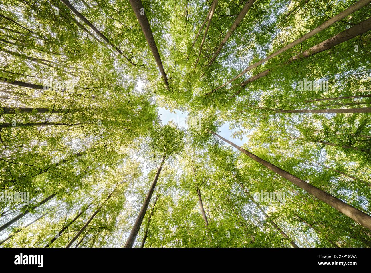 Une vue merveilleusement sereine avec des feuilles vertes ensoleillées et de grands arbres, mettant véritablement en valeur la beauté de la nature Banque D'Images