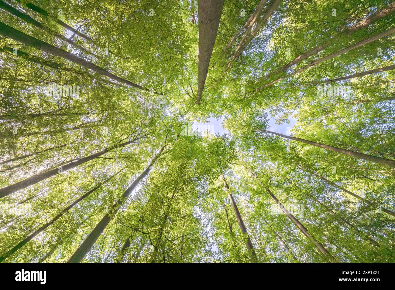Une vue merveilleusement sereine avec des feuilles vertes ensoleillées et de grands arbres, mettant véritablement en valeur la beauté de la nature Banque D'Images